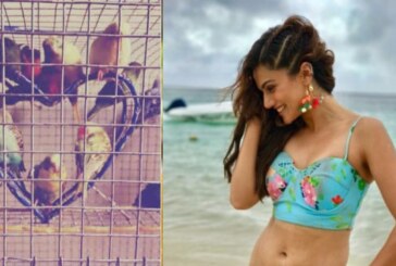 Taapsee Pannu Ruthlessly Trolled For Sharing A Picture Of Caged Birds