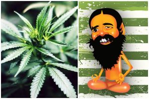 Baba Ramdev's Patanjali Marijuana
